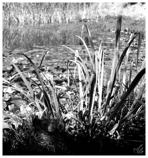 Beautiful Green in Black and White