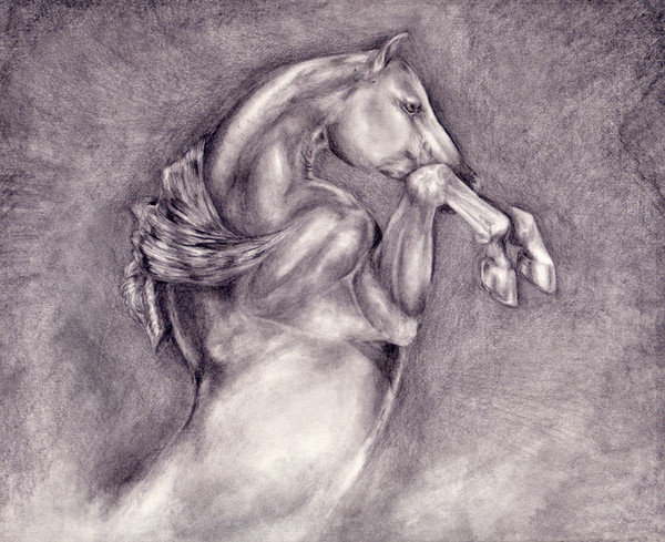arab horse