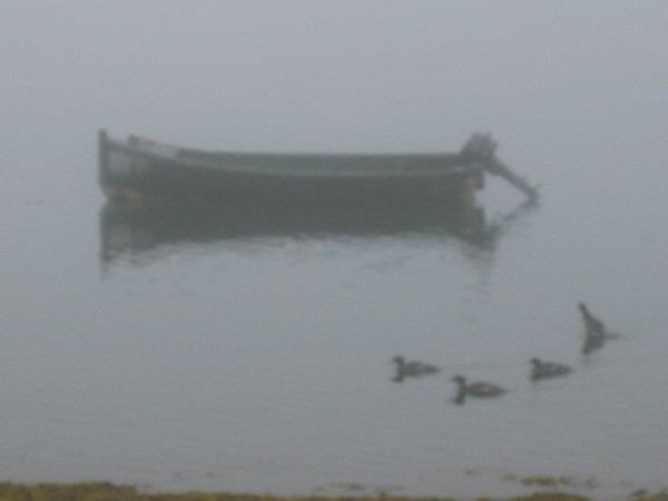 Ducks In The Mist