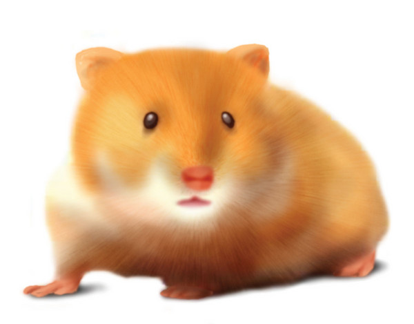 Hamster