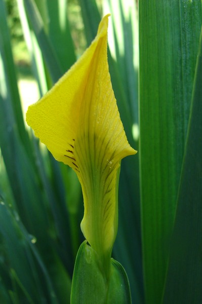 Iris to Bloom