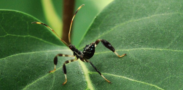 Interesting Little Insect