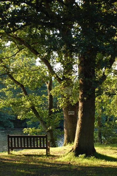 Empty bench
