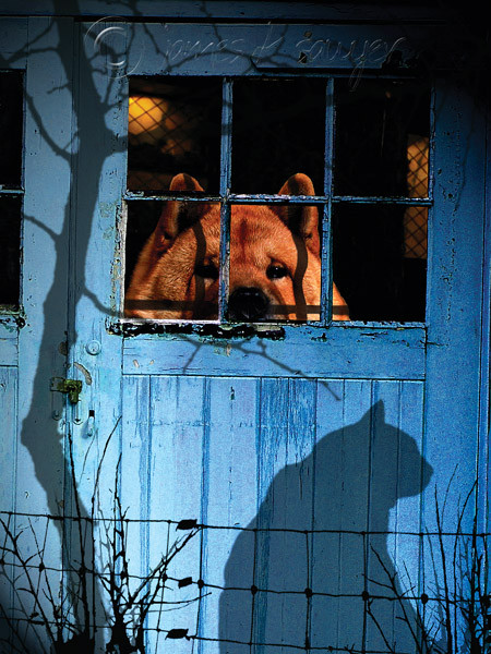 doghouse