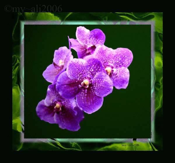 Purple Salpiglossis