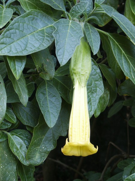 Angels Trumpet