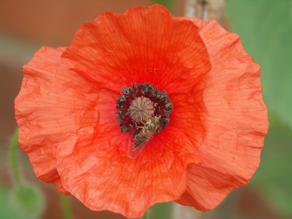 poppy red*