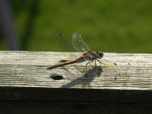 Dragon Fly series 1