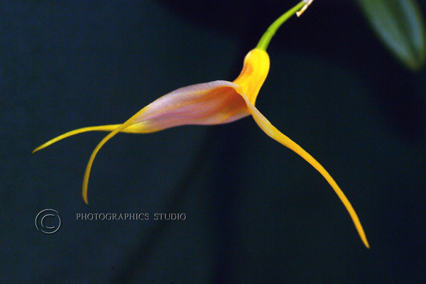 Tiny Orchid