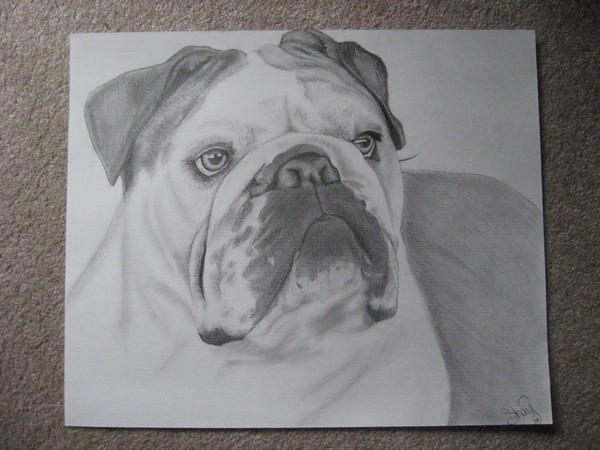 Bulldog 3 