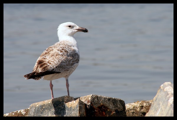 seagull