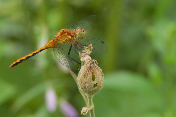 Dragonfly
