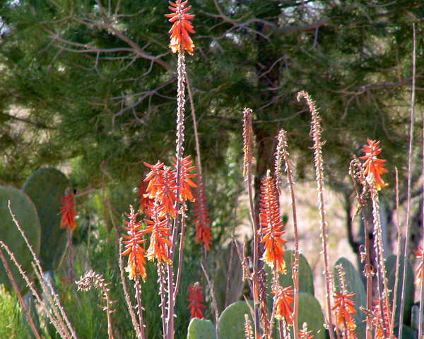 Winter garden in Arizona