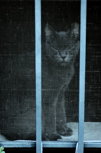 Cat 1