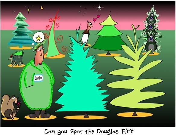 Find The Real Douglas Fir