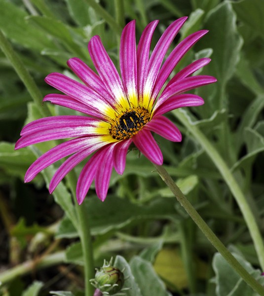 Petals in Pink.