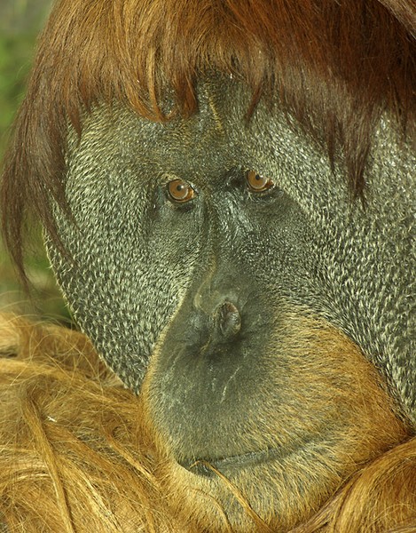 Male Orang Utan.