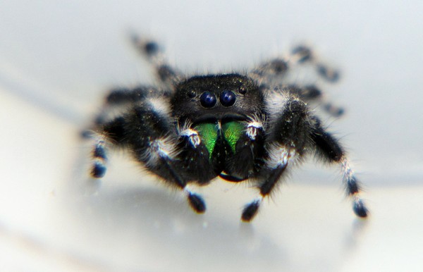 Spider