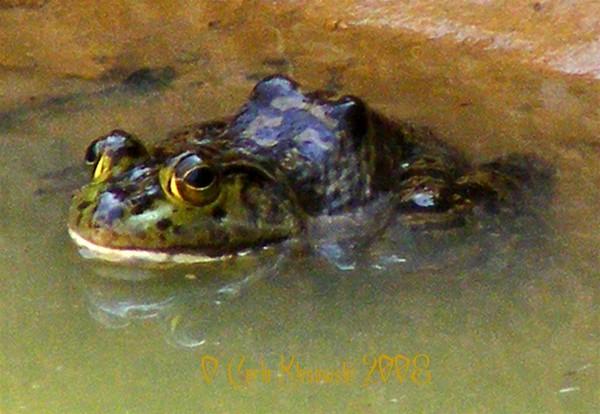 Bull Frog