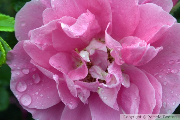 Pink Peony