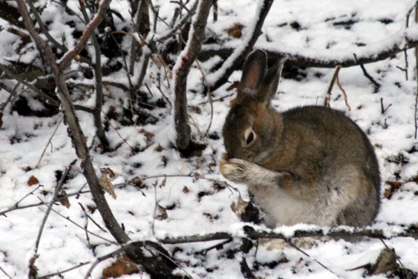 Hare Prayer