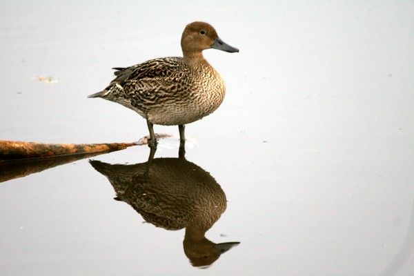 Pond - ering