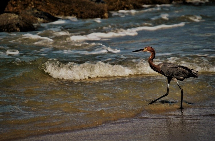 Reddish Egret On the move
