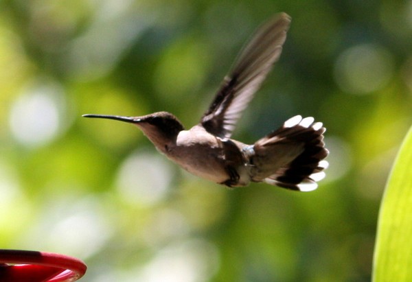 In flight