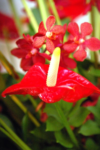 Flore en Puerto Rico