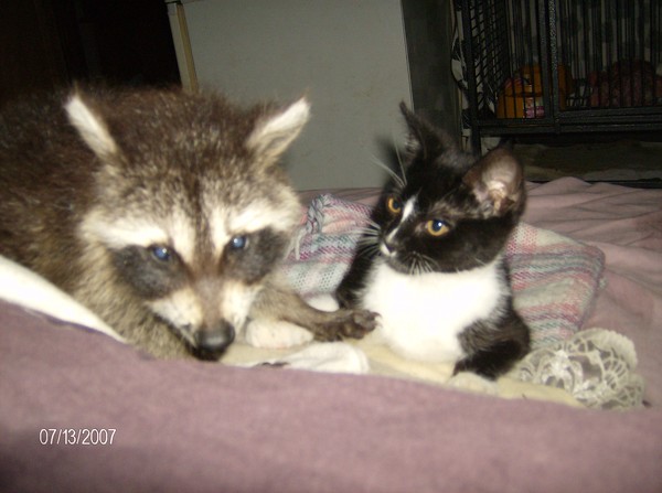 Odd Friends 