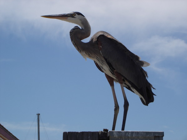 standing tall
