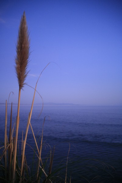 Frond at Sunset