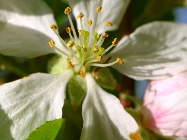 Apple Blossom