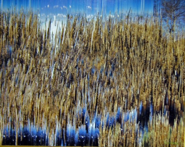 The Wetlands