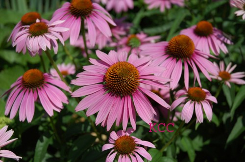 The Color Purple 9