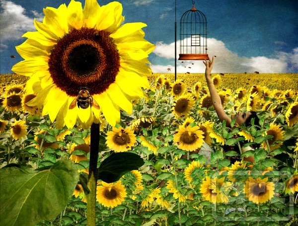 Sun Bee