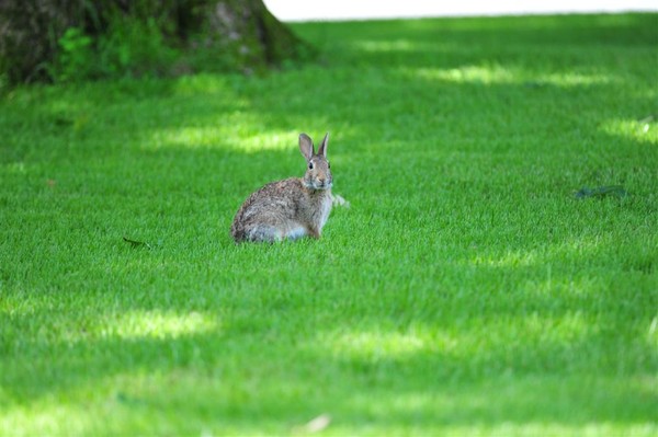 Mister Bunn!