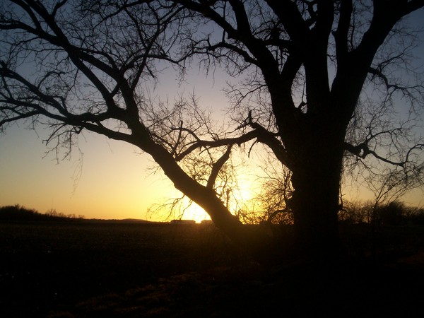 The Glory Tree