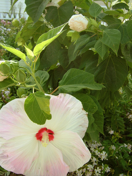 Block Island Blossoms