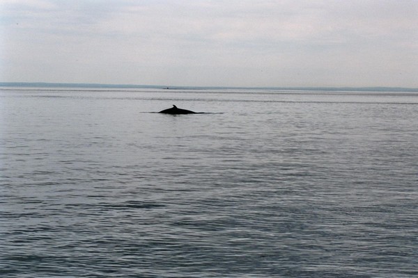 whale