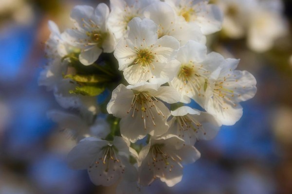 fleur de printemps