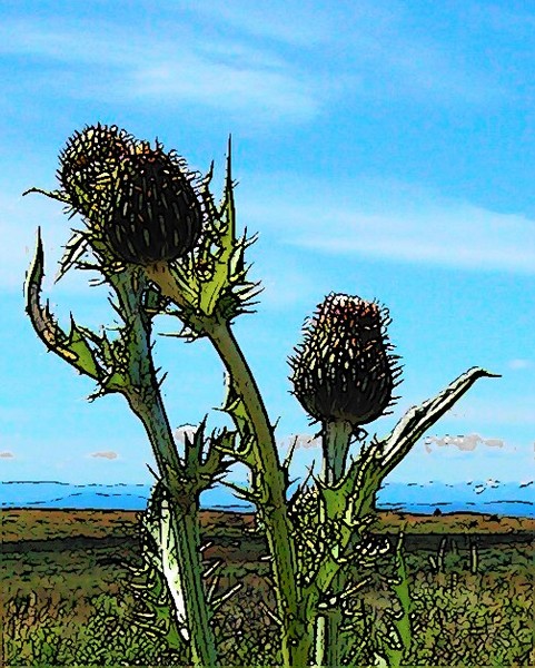Thistles