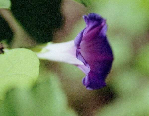 Purple Wonder