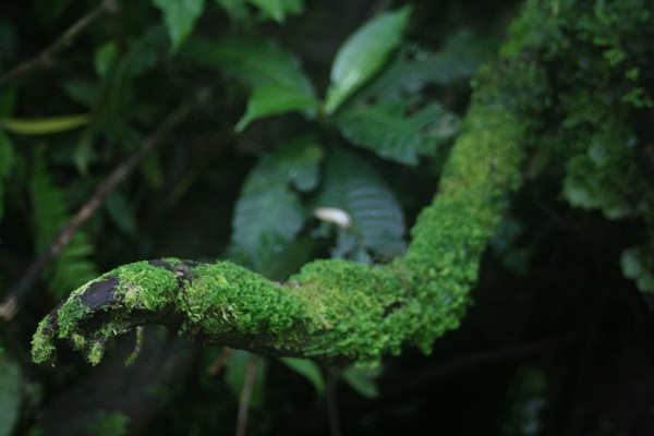 Waterfalls in the Cloud Forest