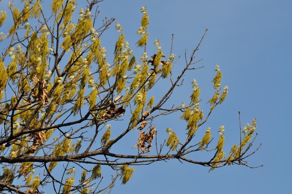 Golden Branch