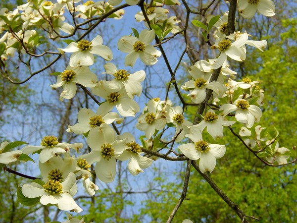 Dogwood Blossoms
