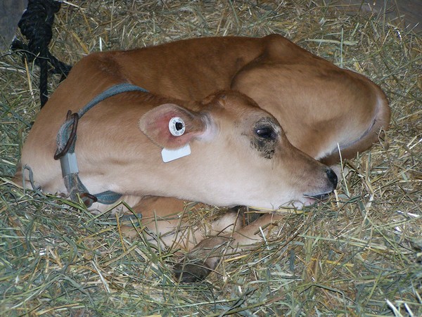Yoga Calf