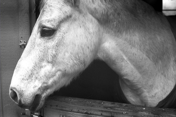 stables