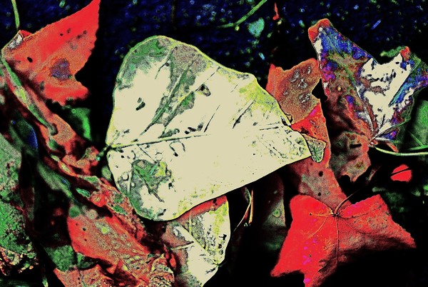 Celestial Leaves