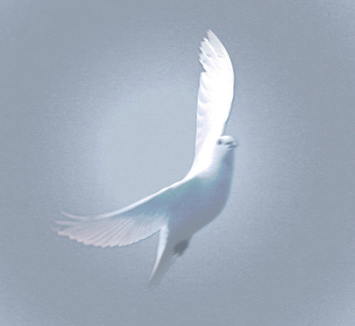 Pure Flight